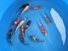 金辰锦鲤林园有限公司