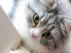 扬州苏格兰折耳猫出售