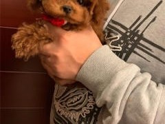 天津贵宾犬价格