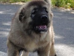 镇江高加索犬
