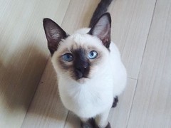 泉州暹罗猫领养