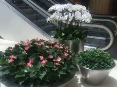 福州绿植出租