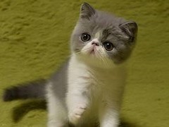 镇江英国短毛猫价格