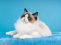 廊坊布偶猫领养