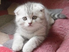 西宁折耳猫领养