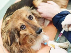 重庆宠物医院