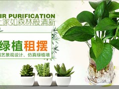 临沂绿植市场