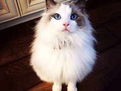 金华布偶猫出售