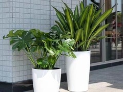 南宁绿植租摆