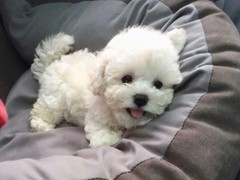 淮安比熊价格