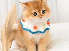 爱莎猫苑