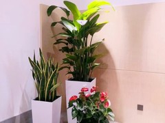 惠州绿植市场