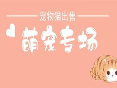 海口挪威森林猫价格