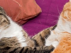 烟台挪威森林猫价格