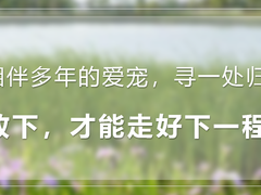 常州宠物殡葬
