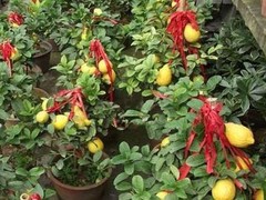 湖州绿植盆栽