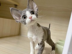 济南塞尔凯克卷毛猫价格