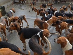 乌鲁木齐罗威纳犬价格