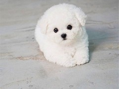 乌鲁木齐贵宾犬