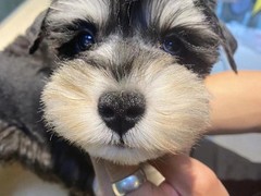 沈阳雪纳瑞领养