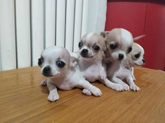 太原吉娃娃出售