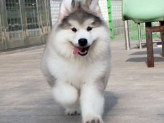 大型犬舍出售寵物狗