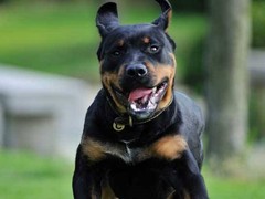 漳州罗威纳犬出售
