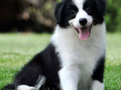 专业繁育宠物狗出售宠物幼犬
