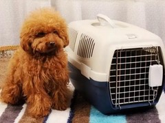 乌鲁木齐宠物狗托运公司