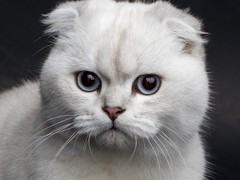 威海苏格兰折耳猫出售