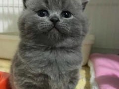 招财猫舍