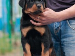 扬州罗威纳犬价格