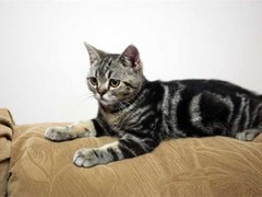 石家庄英国短毛猫出售
