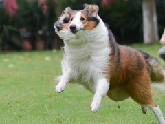 成都狗狗培训学校