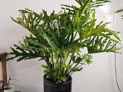 开封绿植盆栽