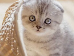 西宁苏格兰折耳猫领养