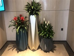 南宁绿植订购