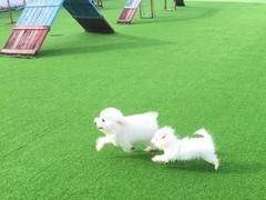 济宁宠物猫训练