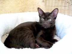 深圳哈瓦那棕猫领养