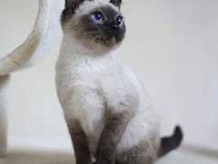 遵义暹罗猫出售