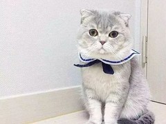 珠海苏格兰折耳猫领养