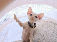 福州塞尔凯克卷毛猫出售