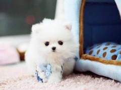 连云港宠物狗