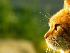 东莞拉邦猫价格
