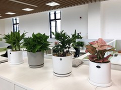 唐山绿植价格