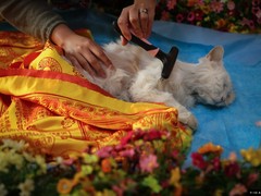 漳州宠物殡葬