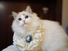 银川布偶猫价格