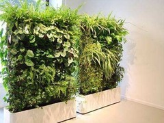 深圳绿植租摆