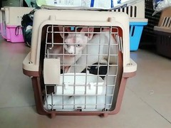 宿迁宠物猫托运公司