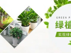 漳州鲜花价格